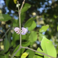 Memecylon macrocarpum Thwaites